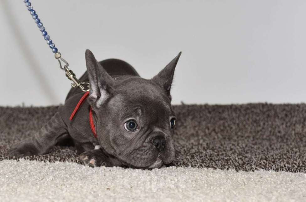 Собаки в Москве: Голубая девочка Девочка, 75 000 руб. - фото 4