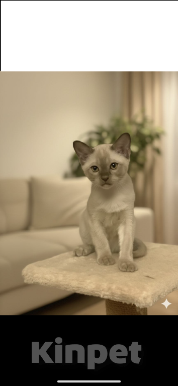 Кошки в Перми: Бурманский котенок  Мальчик, 45 000 руб. - фото 1