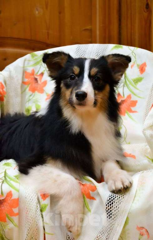 Собаки в Москве: Австралийская овчарка девочка щенок  Девочка, 25 000 руб. - фото 2