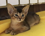 Кошки в Верее: Абиссинский чистокровный котенок Девочка, 30 000 руб. - фото 4