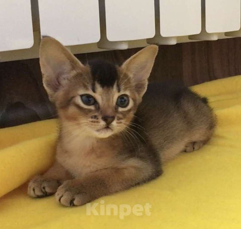 Кошки в Верее: Абиссинский чистокровный котенок Девочка, 30 000 руб. - фото 4