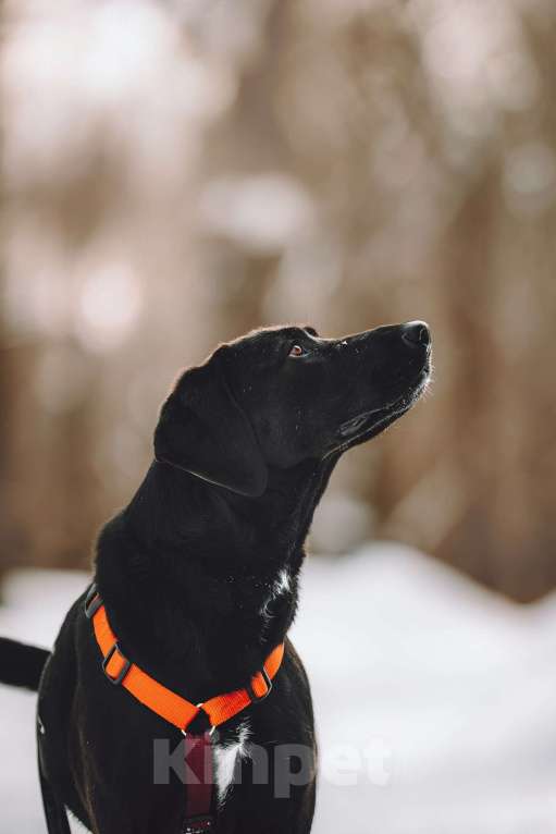 Собаки в Москве: Собака бесплатно в Москве Девочка, Бесплатно - фото 8
