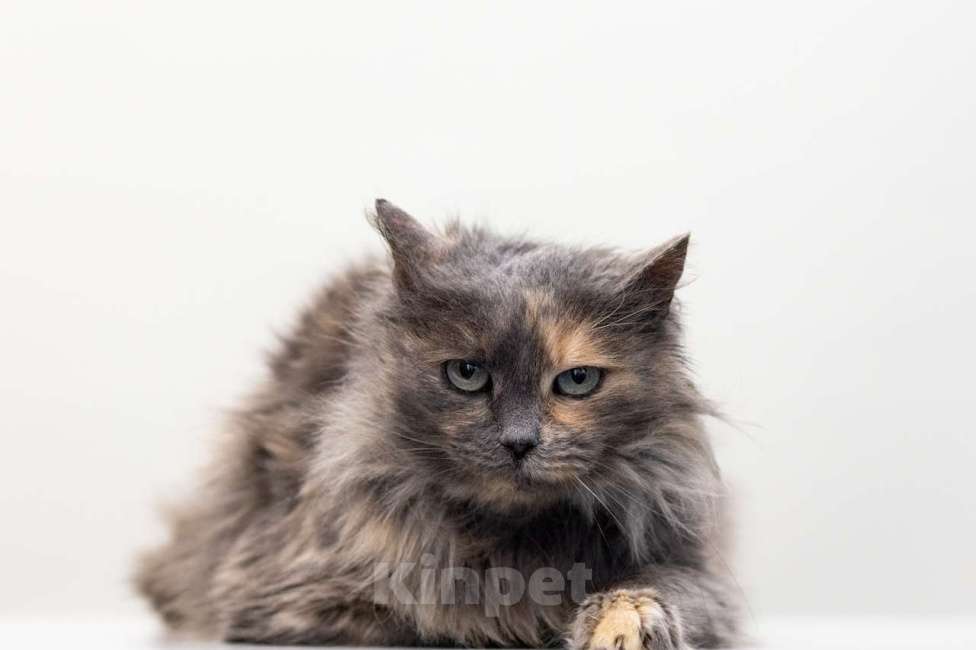 Кошки в Москве: кошка Ульяна Девочка, Бесплатно - фото 2