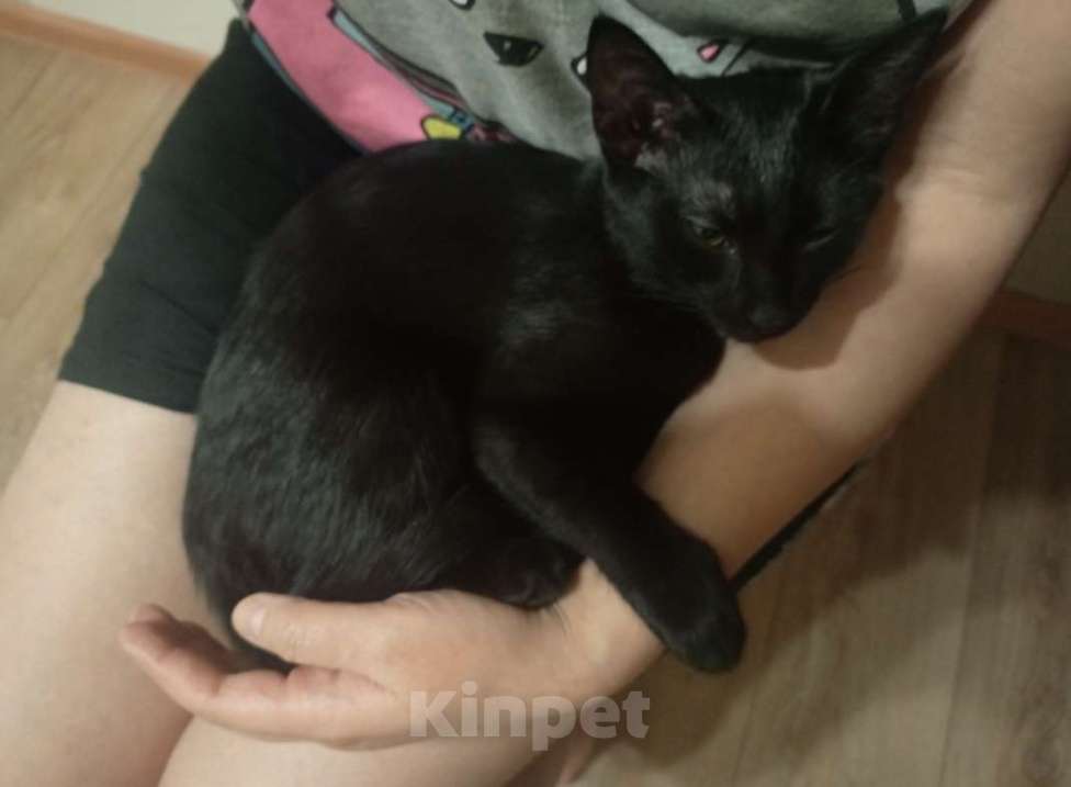 Кошки в Москве: Бабайка ищет семью Девочка, Бесплатно - фото 4