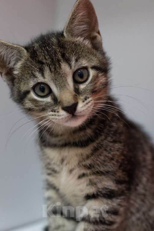 Кошки в Москве: Полосатик в добрые руки Мальчик, Бесплатно - фото 4