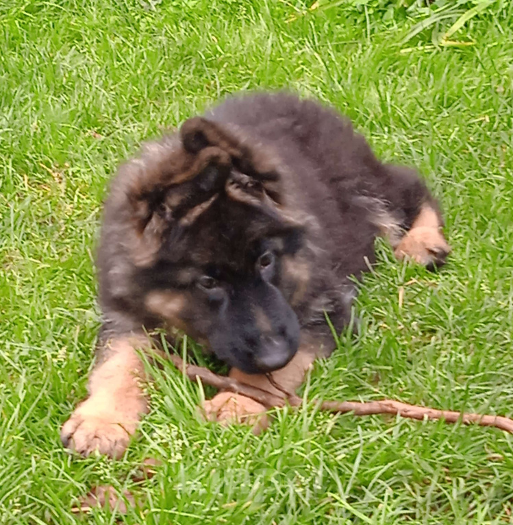Собаки в Санкт-Петербурге: Щенок длинношерстной немецкой овчарки Мальчик, 60 000 руб. - фото 5