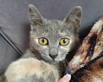 Кошки в Москве: Котенок Юкки ищет дом Девочка, Бесплатно - фото 3
