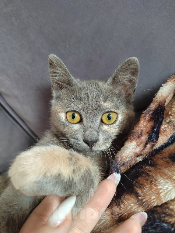 Кошки в Москве: Котенок Юкки ищет дом Девочка, Бесплатно - фото 3
