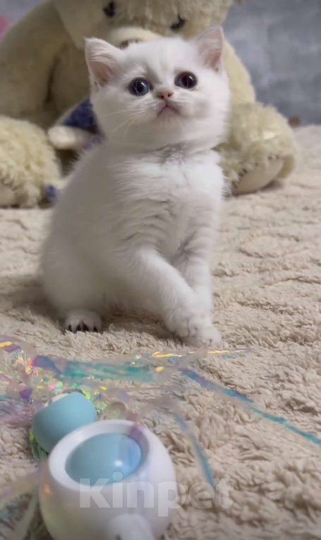 Кошки в Бахчисарае: Шотландский котенок Девочка, 35 000 руб. - фото 3