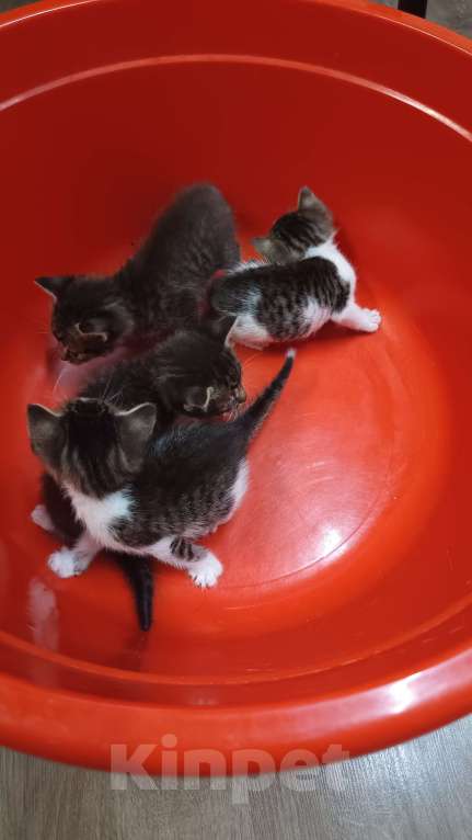 Кошки в Обнинске: Котята Девочка, Бесплатно - фото 9