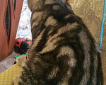 Кошки в Оренбурге: Котик на вязку., 800 руб. - фото 3