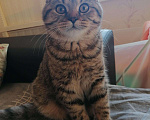 Кошки в Новочебоксарске: Кот на вязку, 590 руб. - фото 2