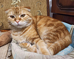 Кошки в Семенове: Шотландские котята, Бесплатно - фото 4