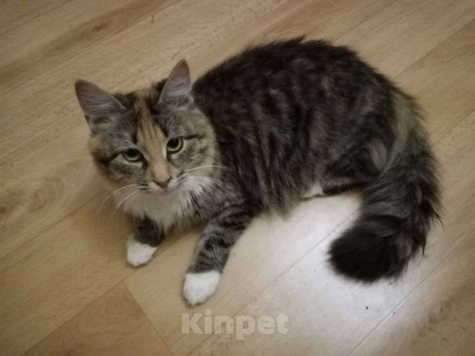 Кошки в Москве: котенок Лиса ищет дом Девочка, Бесплатно - фото 7