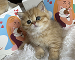 Кошки в Москве: Британский котенок ny24 Девочка, 40 000 руб. - фото 5