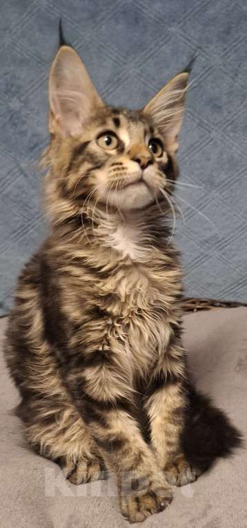 Кошки в Санкт-Петербурге: котята мейн кун Девочка, 40 руб. - фото 7