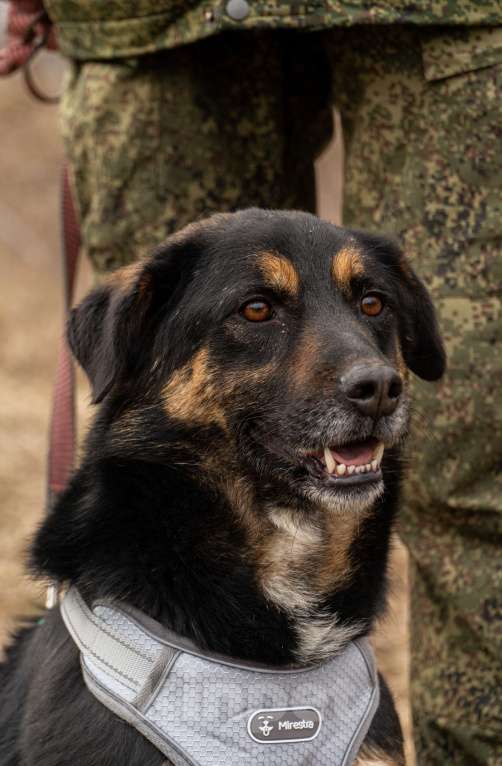Собаки в Москве: Люк Мальчик, Бесплатно - фото 3
