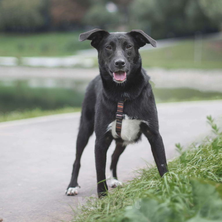 Собаки в Москве: Тыковка Девочка, Бесплатно - фото 4