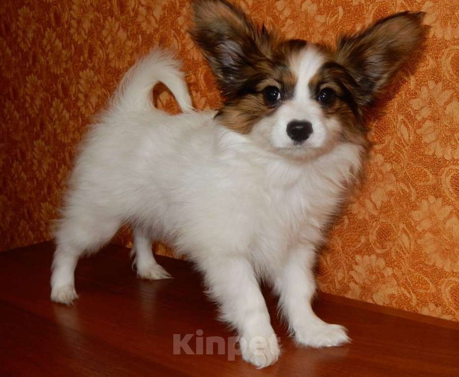 Собаки в Санкт-Петербурге: папийон щенок Мальчик, Бесплатно - фото 3