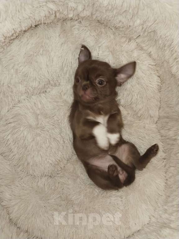 Собаки в Иркутске: Шоколадка Девочка, 35 000 руб. - фото 2