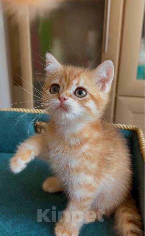 Кошки в Москве: Капучино Мальчик, 60 000 руб. - фото 4