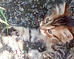 Кошки в Михайловске: 2 котёнка - котик и кошечка, очень ищут дом и любимых хозяев Мальчик, Бесплатно - фото 3