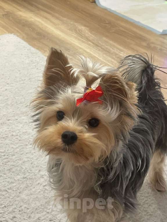 Собаки в Краснодаре: Щенки йоркширского терьера, мини,бейби фейс Девочка, 20 000 руб. - фото 3