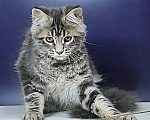 Кошки в Уфе: Котенок мейн-кун Мальчик, 30 000 руб. - фото 4