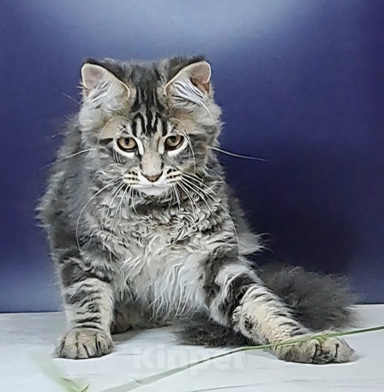 Кошки в Уфе: Котенок мейн-кун Мальчик, 30 000 руб. - фото 4