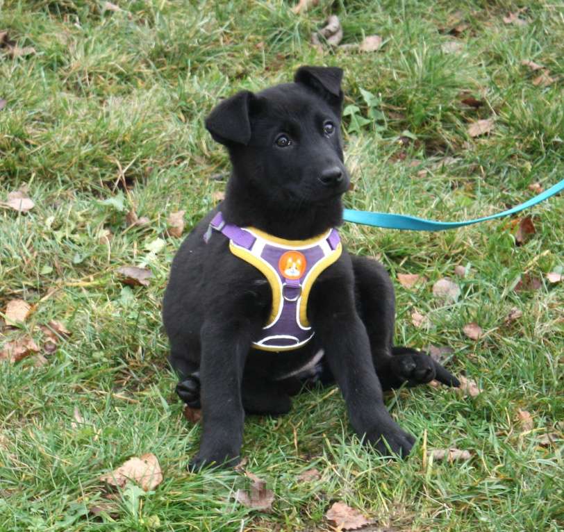 Собаки в Москве: Нежная малышка Пума ищет свою любящую семью! Девочка, Бесплатно - фото 4