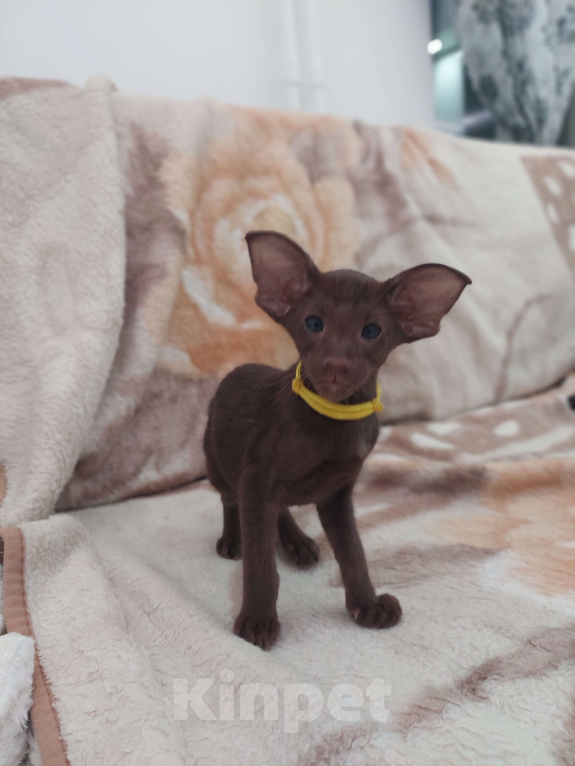 Кошки в Пскове: Оринтальные котята Мальчик, 70 000 руб. - фото 4