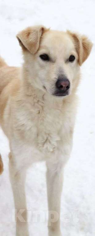 Собаки в Люберцах: Рик ищет дом! Мальчик, Бесплатно - фото 2