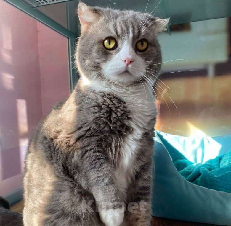 Кошки в Москве: Марсика морили голодом Мальчик, Бесплатно - фото 3