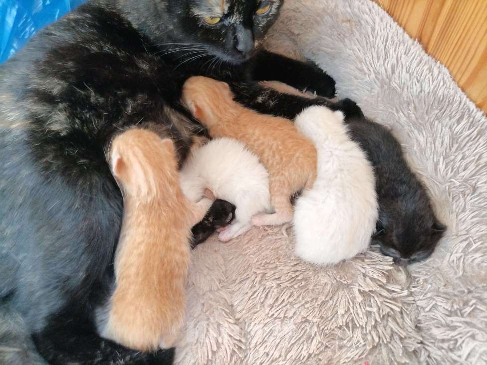 Кошки в Саранске: Котята в добрые руки, разного цвета. Мальчики и девочки.  Мальчик, Бесплатно - фото 1