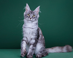 Кошки в Красногорске: Котенок  Девочка, Бесплатно - фото 3