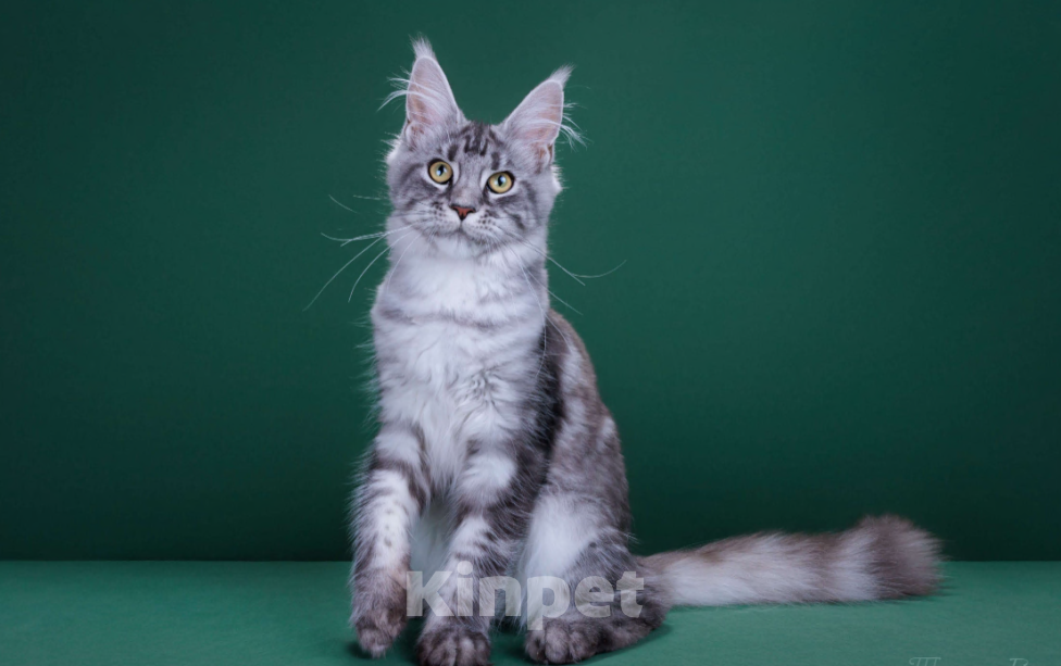 Кошки в Красногорске: Котенок  Девочка, Бесплатно - фото 3