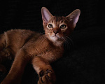 Кошки в Москве: Абиссинские котята Мальчик, 65 000 руб. - фото 5