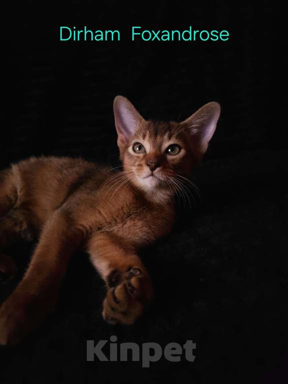 Кошки в Москве: Абиссинские котята Мальчик, 65 000 руб. - фото 5