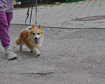 Собаки в Кисловодске: Молодой кобель вельш-корги-пемброк Мальчик, 65 000 руб. - фото 2