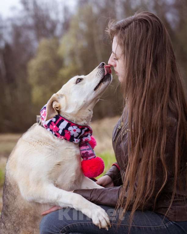 Собаки в Москве: Весёлая небольшая девчонка в добрые рук! Девочка, Бесплатно - фото 7