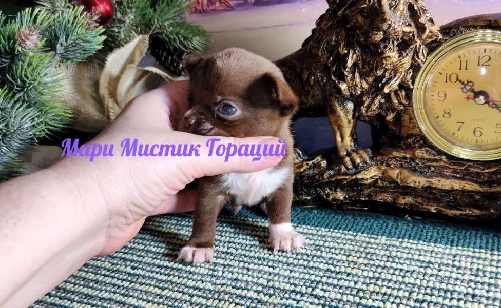 Собаки в Санкт-Петербурге: Мини чихуахуа Гораций окрас шоколадный Мальчик, 80 000 руб. - фото 2