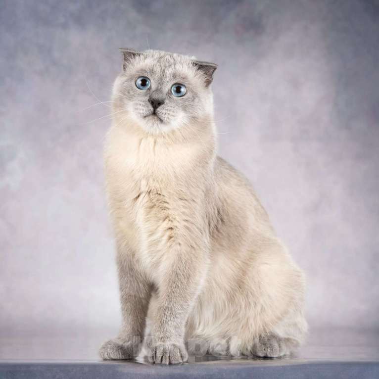 Кошки в Москве: Шотландский вислоухий голубоглазый блю пойнт Мустафа в дар Мальчик, 1 руб. - фото 4