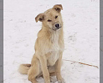Собаки в Кемерово: Воспитанный щенок в добрые руки Мальчик, 100 руб. - фото 2