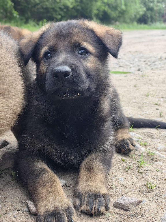 Собаки в Санкт-Петербурге: Щенки немецкой овчарки из питомника "С Путиловой Горы" Мальчик, 80 000 руб. - фото 3