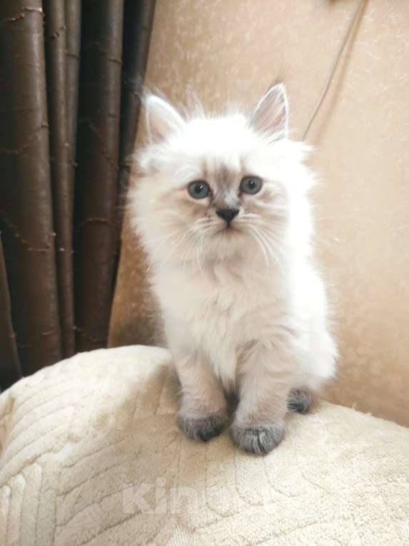 Кошки в Москве: Котята Мальчик, 55 000 руб. - фото 2