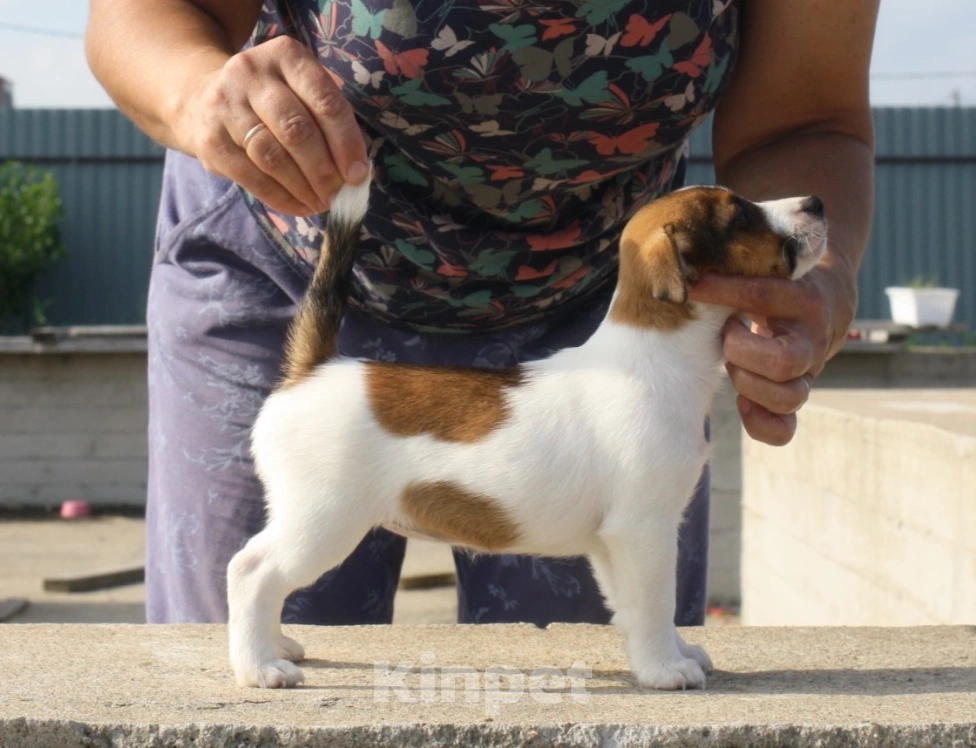 Собаки в Всеволожске: ММ ПАСИФЕЯ Девочка, 40 000 руб. - фото 2