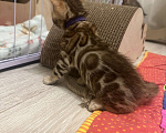 Кошки в других городах Московской области: Бенгальский котик браун Мальчик, 90 000 руб. - фото 2