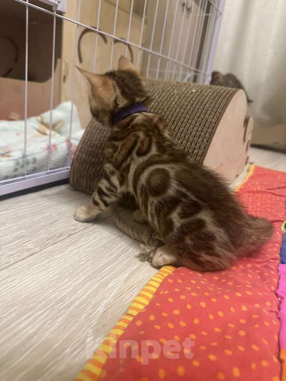Кошки в других городах Московской области: Бенгальский котик браун Мальчик, 90 000 руб. - фото 2