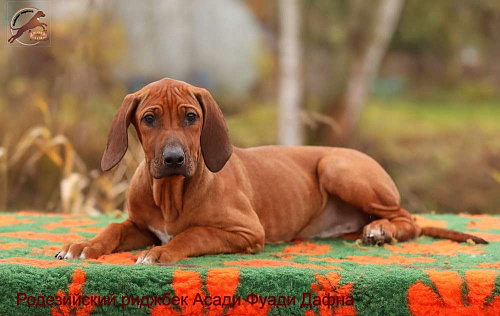 Девочка родезийский риджбек