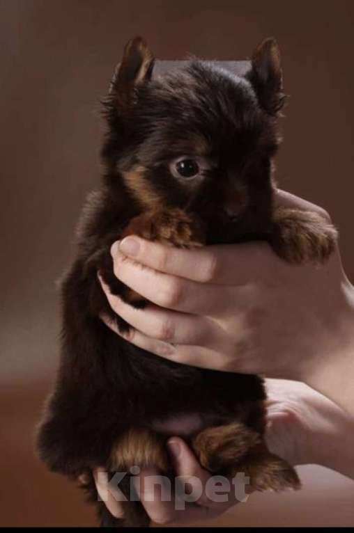 Собаки в Москве: Шоколадный Йорк мальчик 2 мес Мальчик, Бесплатно - фото 2